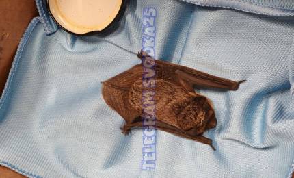 d8ab813ad62f19d11a79a19da0b601ae8f4efb4e.jpeg d8ab813ad62f19d11a79a19da0b601ae8f4efb4e.jpeg